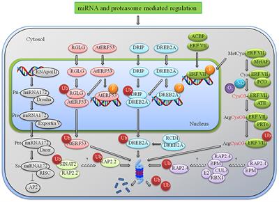 Regulation of Apetala2/Ethylene Response Factors in Plants